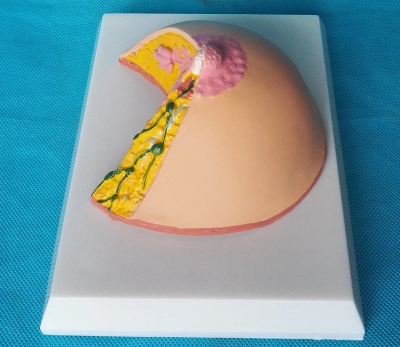 

Female Resting Stage Breast Anatomy Model Women Breast Anatomical Model Female Breast Structure Nursing Training Model Medical