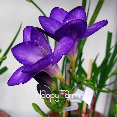 10 Бонсай Freesias великолепный сад красочные ароматные Цветочные растения Орхидея Флорес идеальные Цветочные Планты 100 Плант/упаковка - Цвет: 10