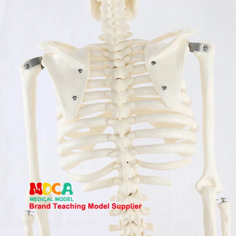 

85CM Anatomy Art Medical Standard Human Skeleton Model Skeleton Skeleton Teaching Model MGG201