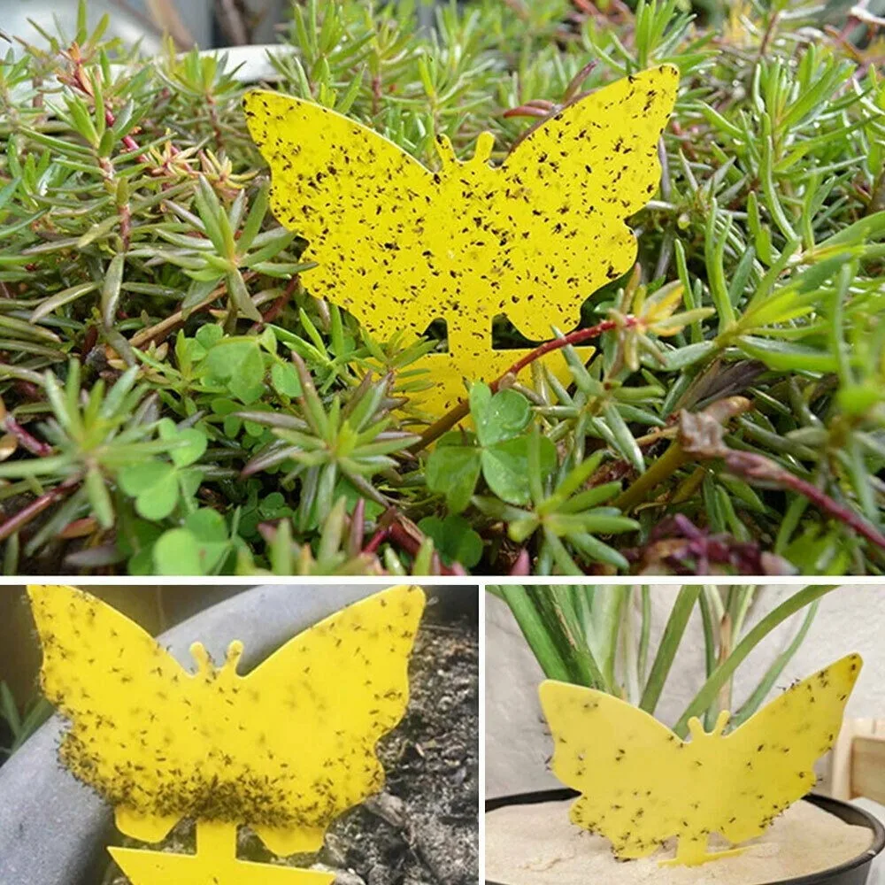 Ловушка клейкая для насекомых липкая приманка уничтожения мух грибков бабочек