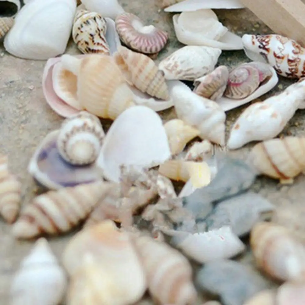 

Approx 40 Pcs Mini Miniature Sea Conch Shell Bonsai Lanscape Plants DIY Decor