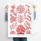 Принт Эрнста Haeckel, Постер морских растений, водные растения, морские иллюстрации, искусственные водоросли, красные водоросли, Флориды-ротальген