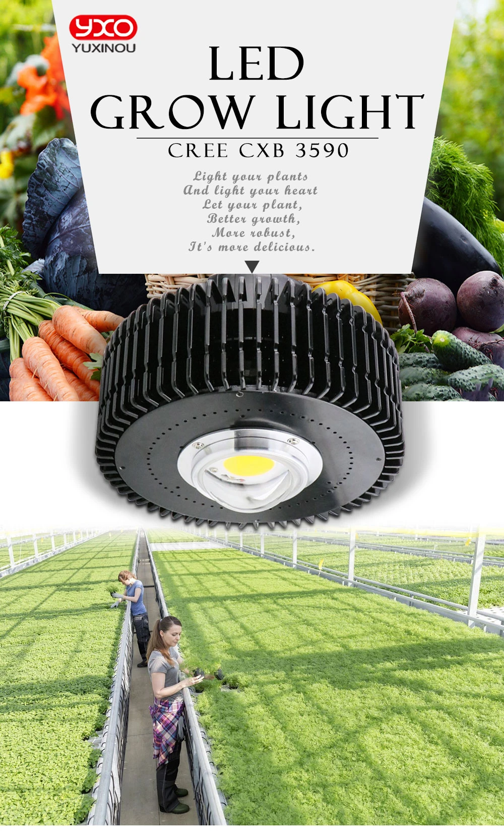 100 Вт samsung Lm301B Osram красный чип 100 Вт Cree COB CXB3590 светодиодный свет для выращивания растений в помещении с HBG-100-36B