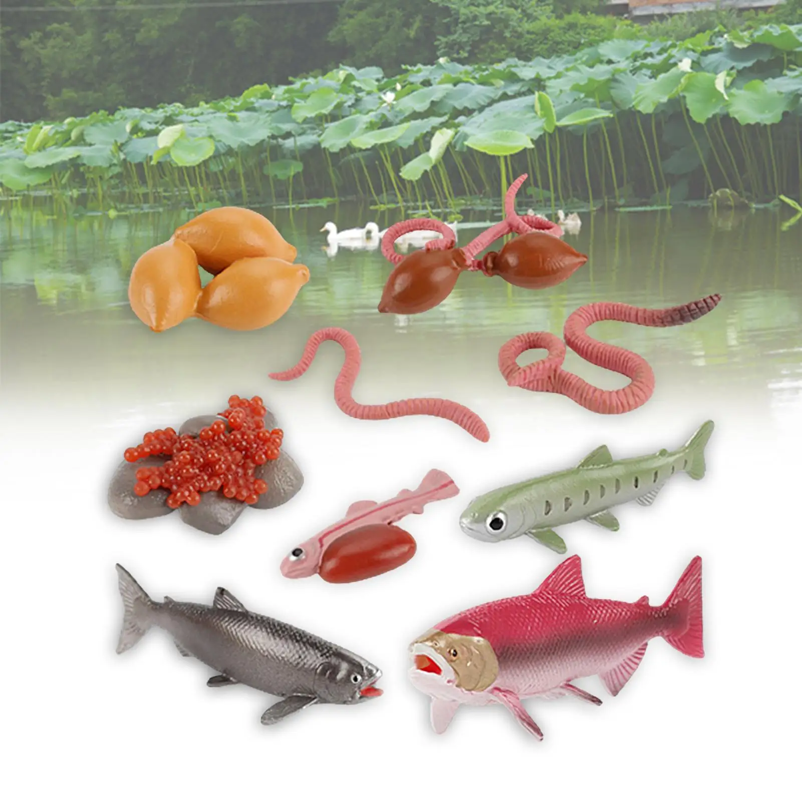

Insect Life Circle Model Figure Educational Toy Kids Gift Decoration Ornament