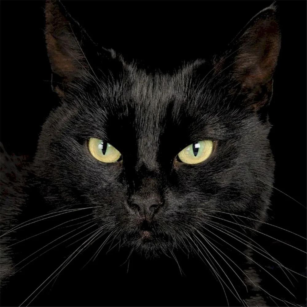 Водорастворимый холст с изображением животных и кошек 11CT вышивка крестиком