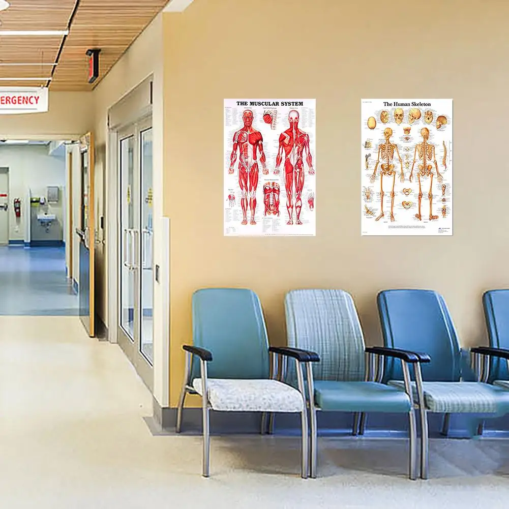 Система анатомии человека художественный плакат печатная карта тела шелковая