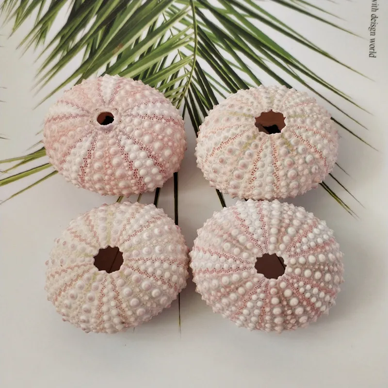 2 шт. ракушки для украшения окон|Ракушки и морские звезды| |