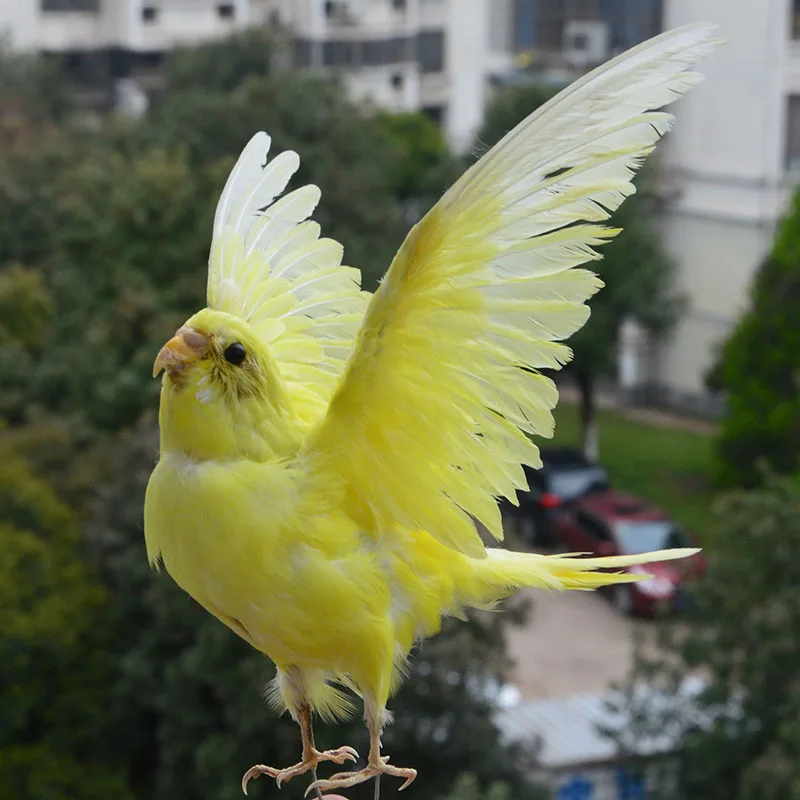 Таксидермия начинкой Евразийский желтого цвета Melopsittacus напалеон/волнистый