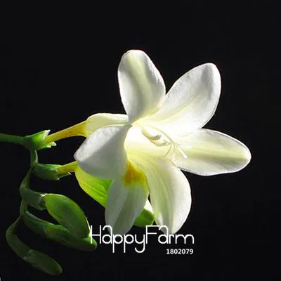 3 Бонсай Freesias великолепный сад красочные ароматные Цветочные растения Орхидея Флорес идеальные Цветочные Планты 100 Плант/упаковка - Цвет: 3