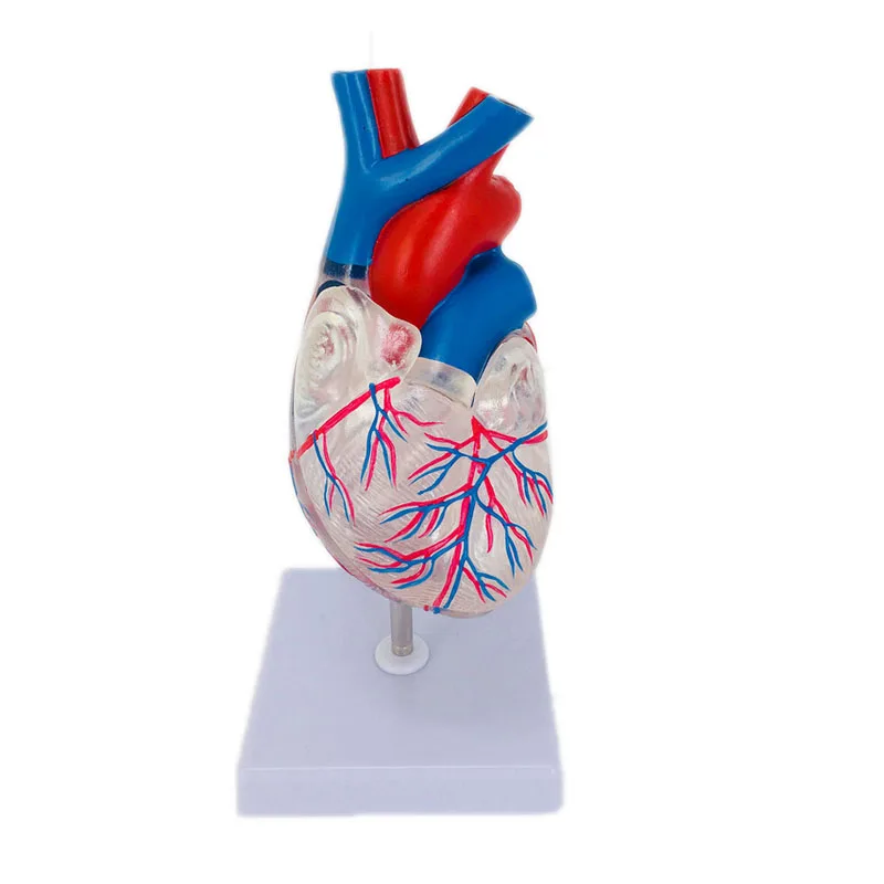 Natural Size Transparent Human Heart Anatomical Model | Medical Science