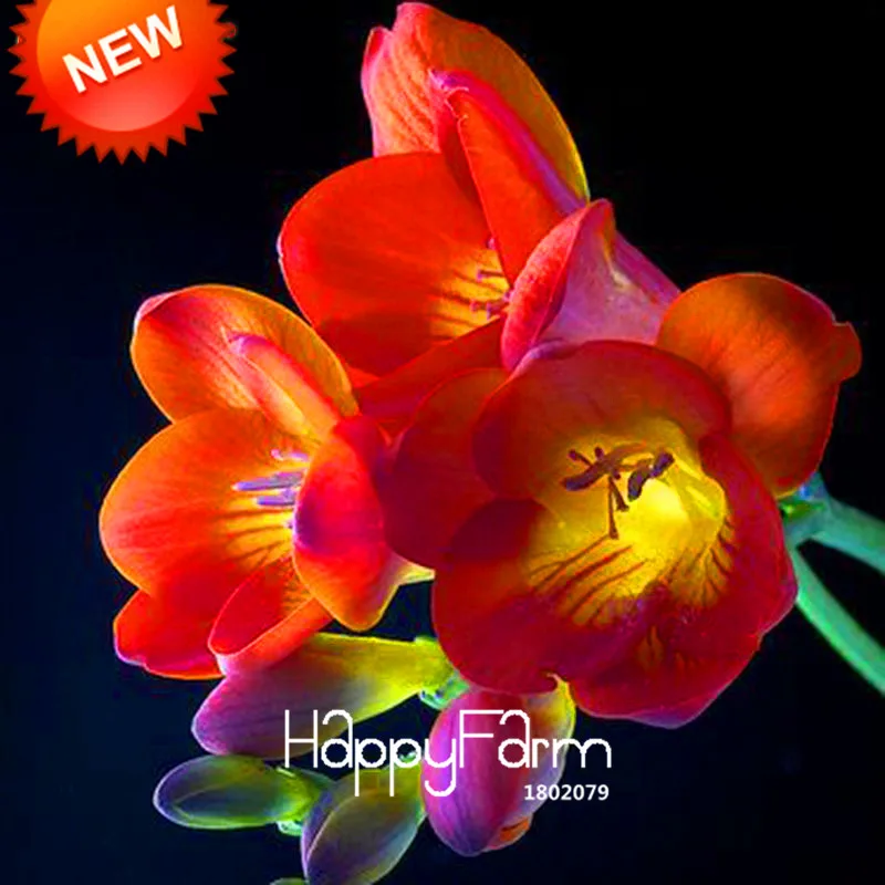 Бонсай Freesias великолепный сад красочные ароматные Цветочные растения Орхидея Флорес идеальные Цветочные Планты 100 Плант/упаковка