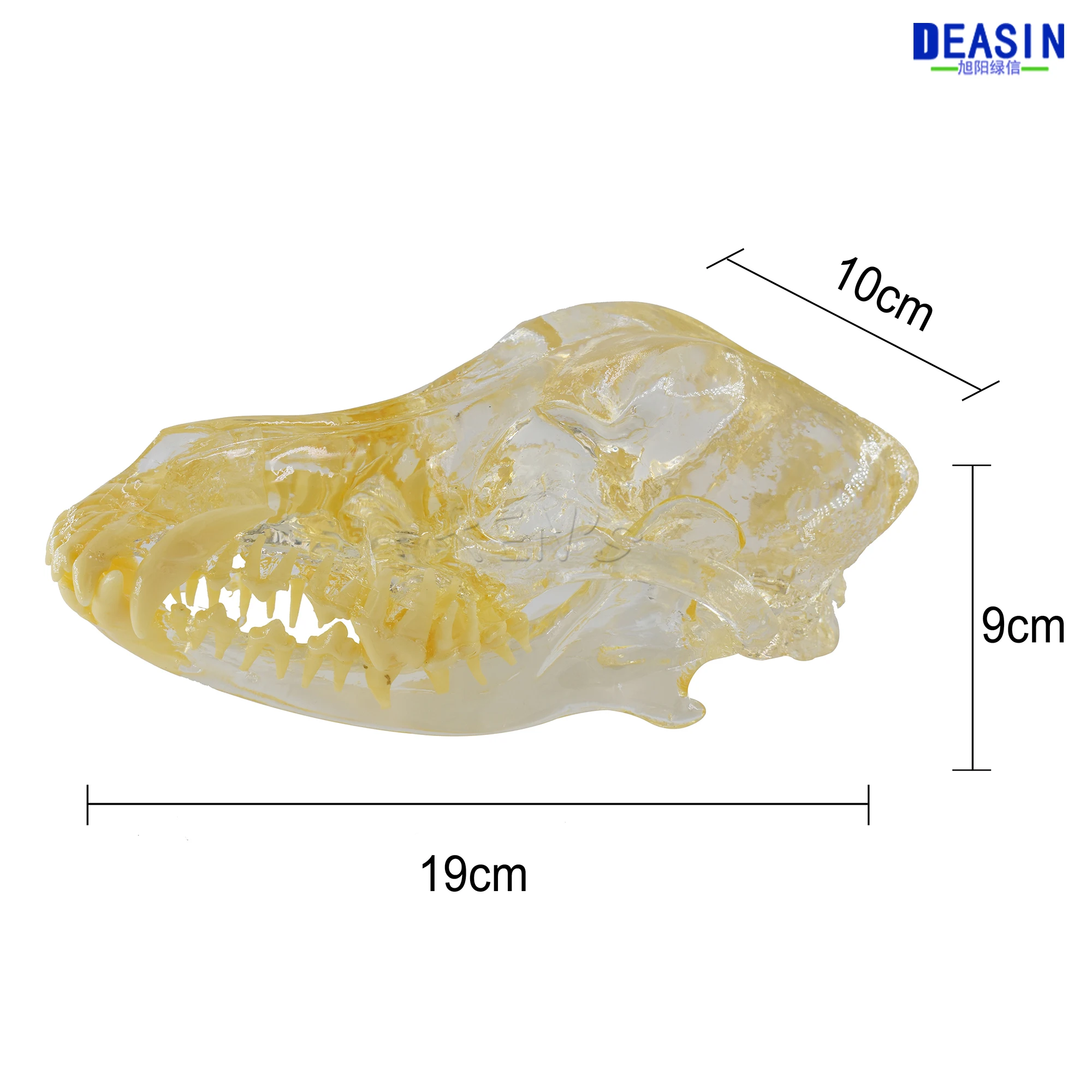 Модель зубов для собак 2017 Череп кость прозрачный раствор строгальный обучающий