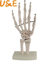 flexible hand joint model hand bone model finger bone metacarpal skeleton medical teaching msg003