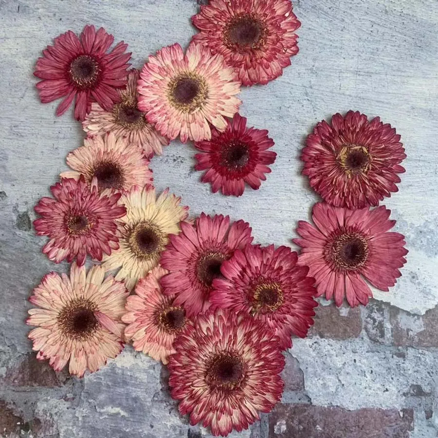 

2pcs Pressed Dried Absorpt Rose Red Gerbera Jamesonii Bolus Flower Plant Herbarium For Jewelry Phone Case Bookmark Scrapbook DIY