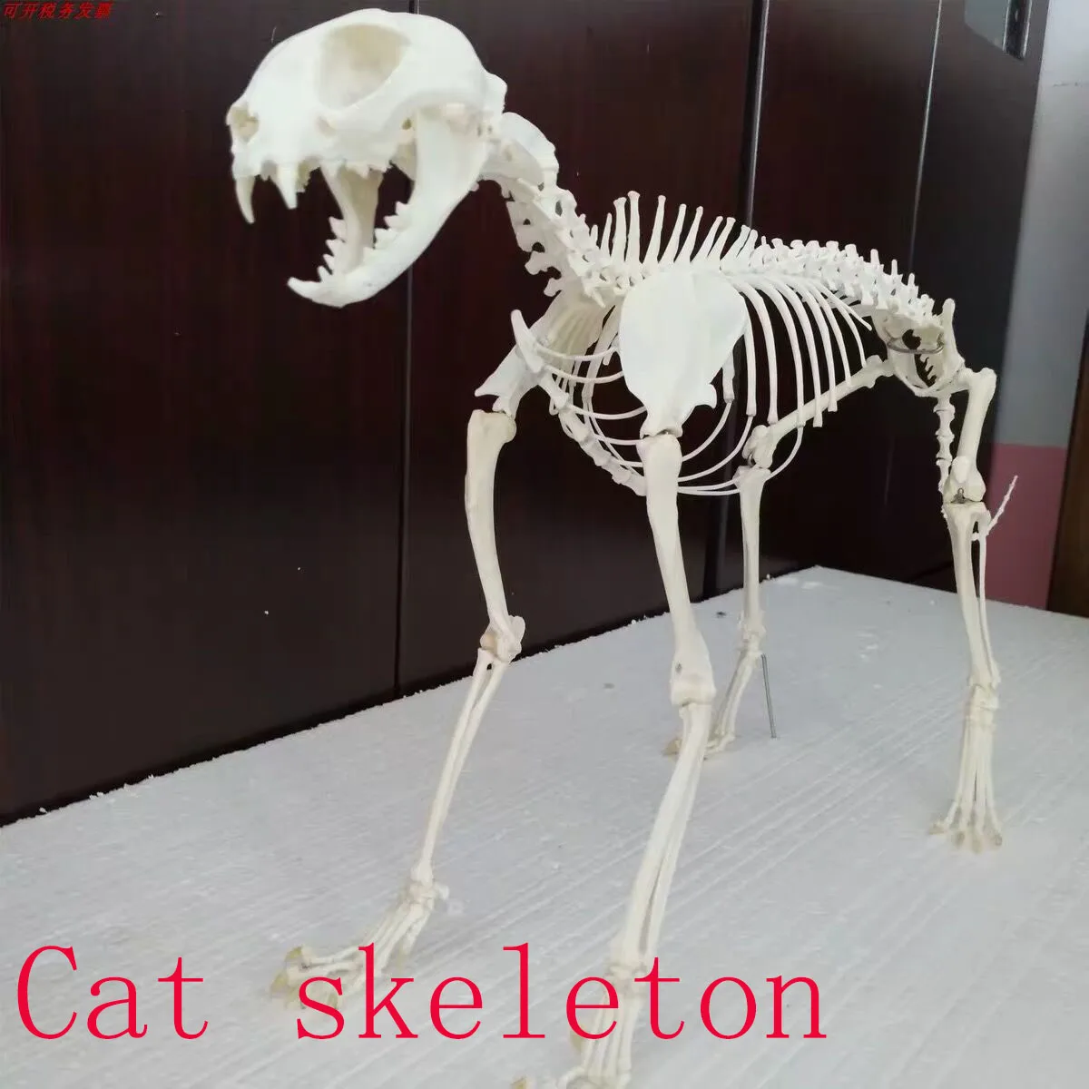 1 ud. Esp&eacute;cimen completo de esqueleto de animal-0