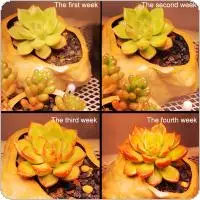 

300W LED Square Plant Grow Light Full Sunlight for Succulent Plants Flowers Greenhouse Vegetable Plant Growth Lamp