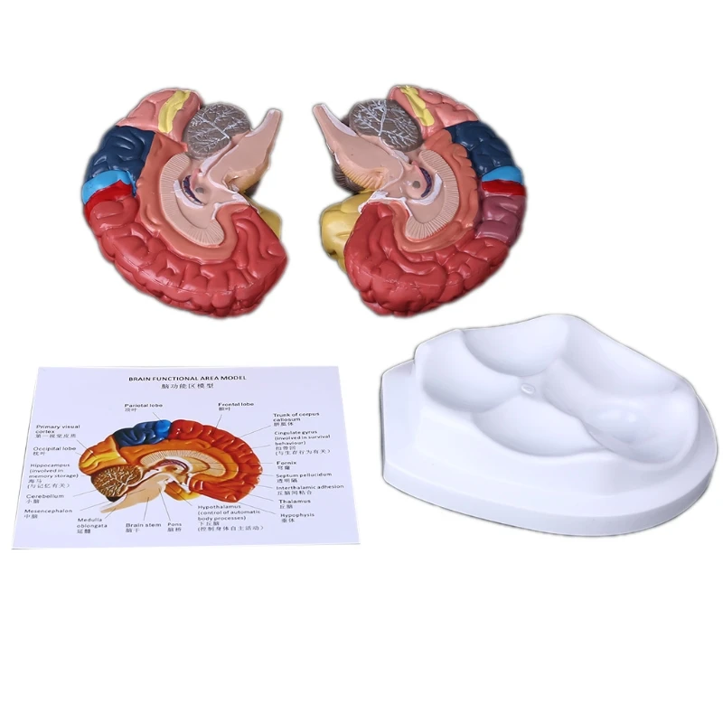 

C1FB Life Size Human Brain Functional Area Model Anatomy for Science Classroom Study Display Teaching Sculptures School