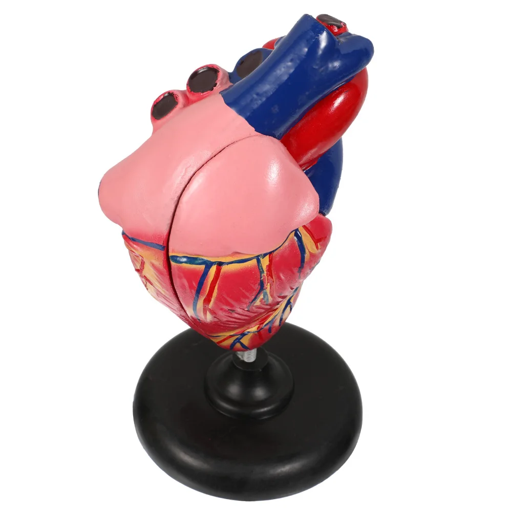 1 шт. модель сердца человека человеческого анатомии Опора анатомические аппарат|