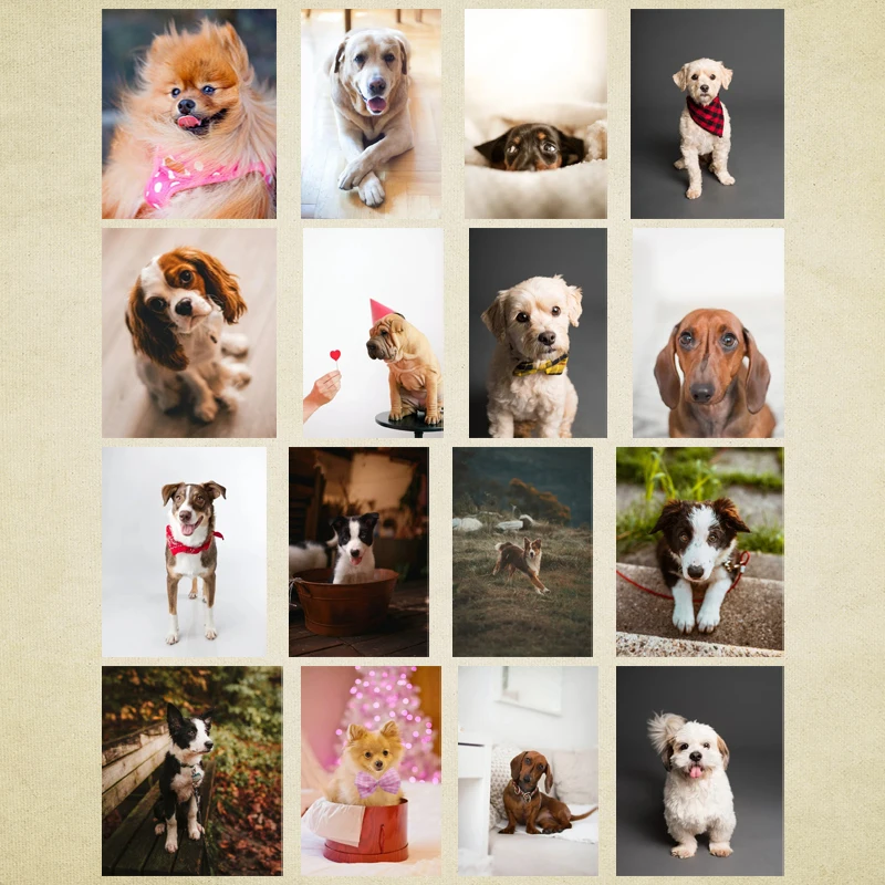 

Diy Diamond Decoration Painting Animal Poodle Dog Square Diamond Round Diamond Customizable Wall Art Decoration