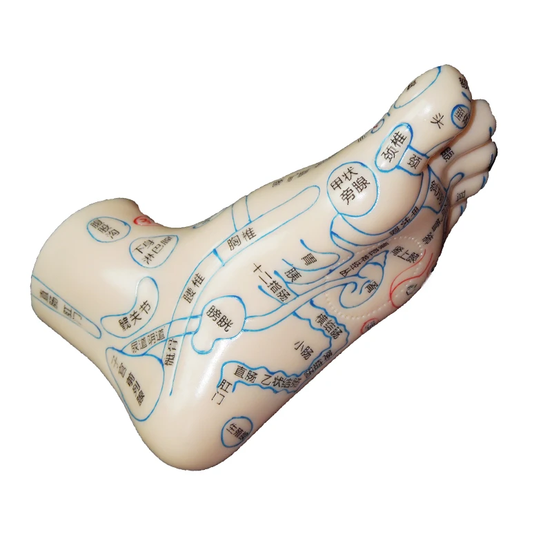 

Chinese Medicine Lettering Pedicure Acupuncture Point Reflection Area of the Soles Feet Massage Model Foot Point Acupoi 1 Pair