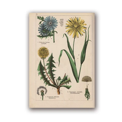 PH5979 Botanical коллекция винтажные плакаты и принты травы 1898s русский язык стены искусства картины холст живопись Домашний Декор стены - Цвет: PH5979