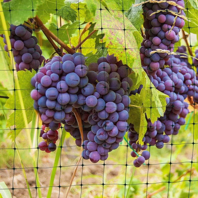 

Deer Fence Net 7 X 100 Feet Bird's Nest Anti-Bird Deer Protection Net To Protect The Garden Net Against Birds Deer Animals