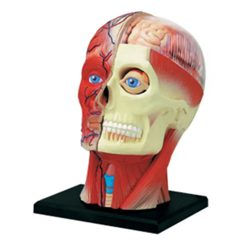 Человеческие руки мозг мышечные сосуды биология Анатомия наука человеческое