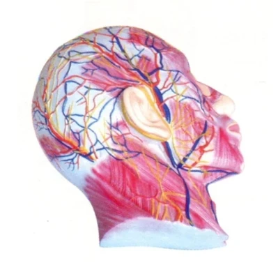 Facial superficial muscle vascular model Medical teaching Human anatomy model 25*25*6cm free shipping
