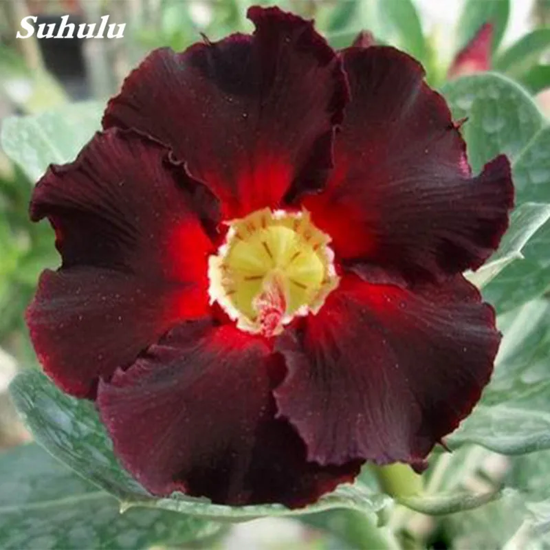 5 шт/Лот пустынная Роза Drawf Adenium Obesum Декор искусственные кашпо |