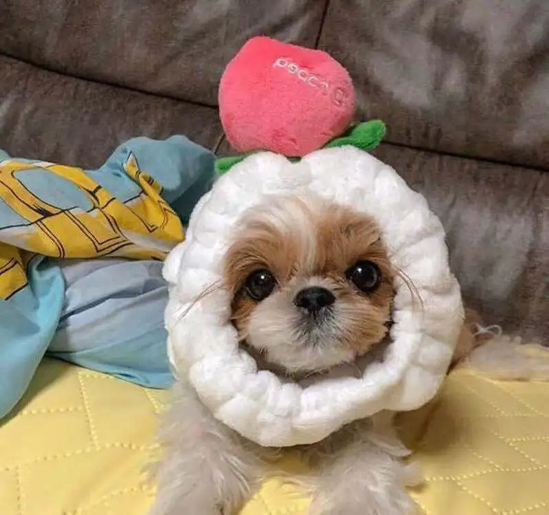 HZ 2019 новый корейский персиковый милый головной убор эластичные повязки на голову