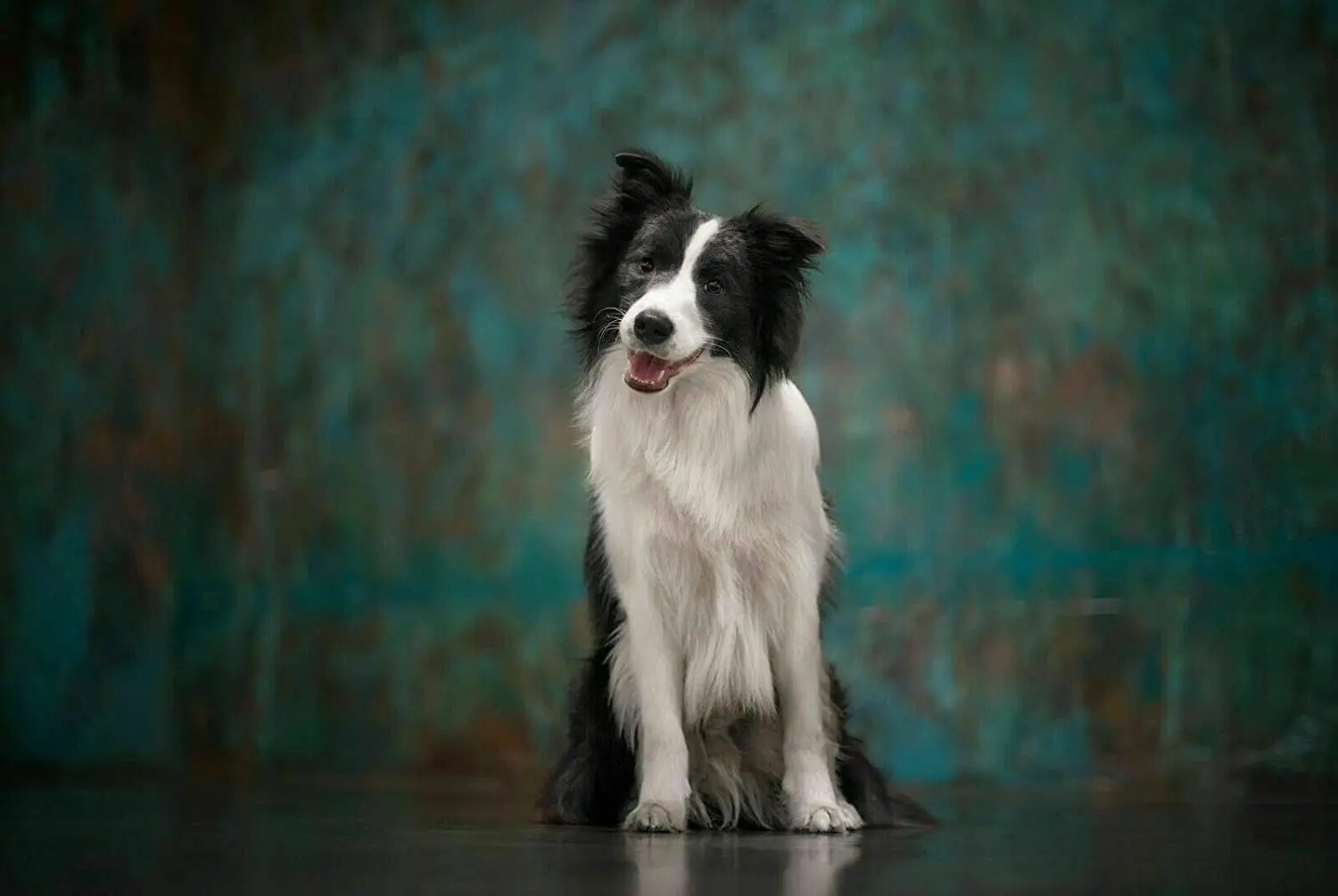 

Border Collie Dog Puppy Farm Wall Print Poster Tin Sign 8x12 Inch Home Kitchen Bedroom Bar Sign Decoration Posters Tin Sign