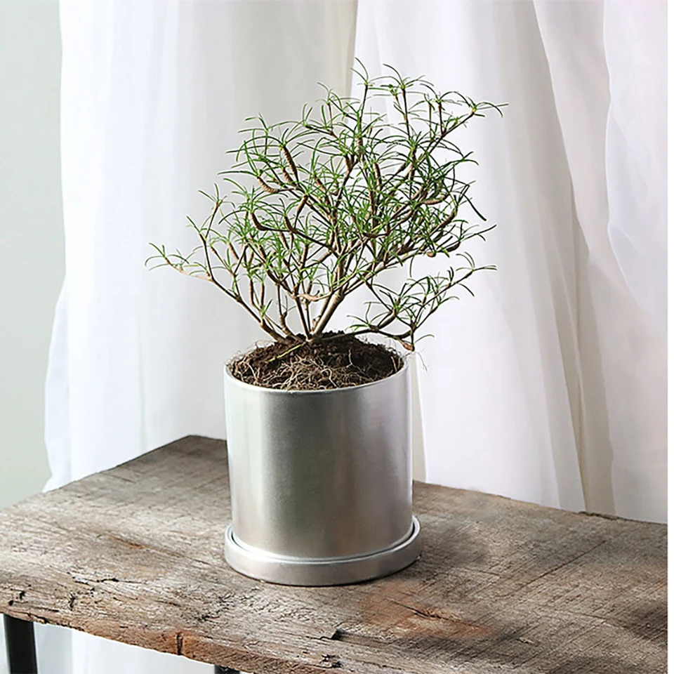 Скандинавский Креативный цветочный горшок с плакировкой Орхидея кактус