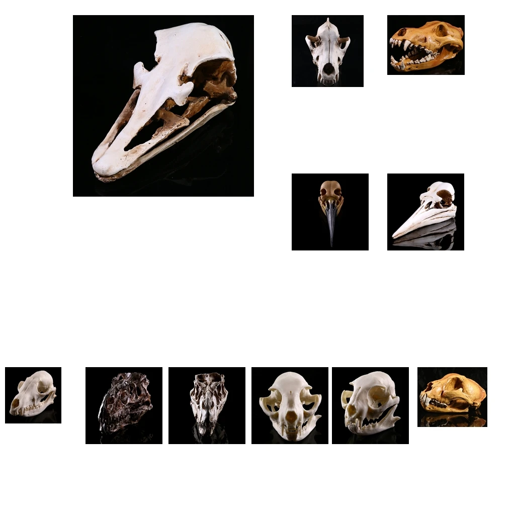 

Realistic Skull Replica Medical Teaching Skeleton Model Collectibles Home Decor