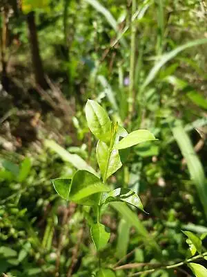 Бесплатная доставка! 60 г черный Краска для волос хна-100% органические и не