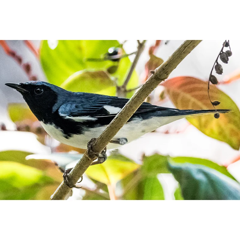 

Needlework Diy Diamond Painting Cross Stitch Lovely Bird Painting Diamond Embroidery Square Diamond Mosaic Stickers Crafts