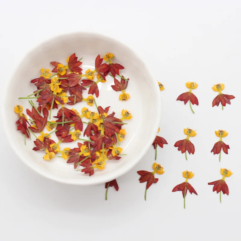 250 шт прессованный высушенный Танцующий Цветок гербарий из растений для