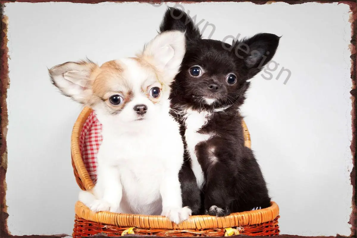 

Милые маленькие собаки чихуахуа, металлический знак, Жестяная Табличка, Оловянная табличка, Настенный декор, ретро, винтажный стиль, для иск...