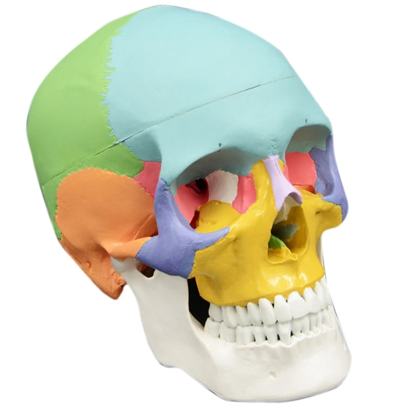 

Красочная модель человеческого черепа в натуральную величину, анатомическая анатомия, обучающая голова скелета, Обучающие принадлежности
