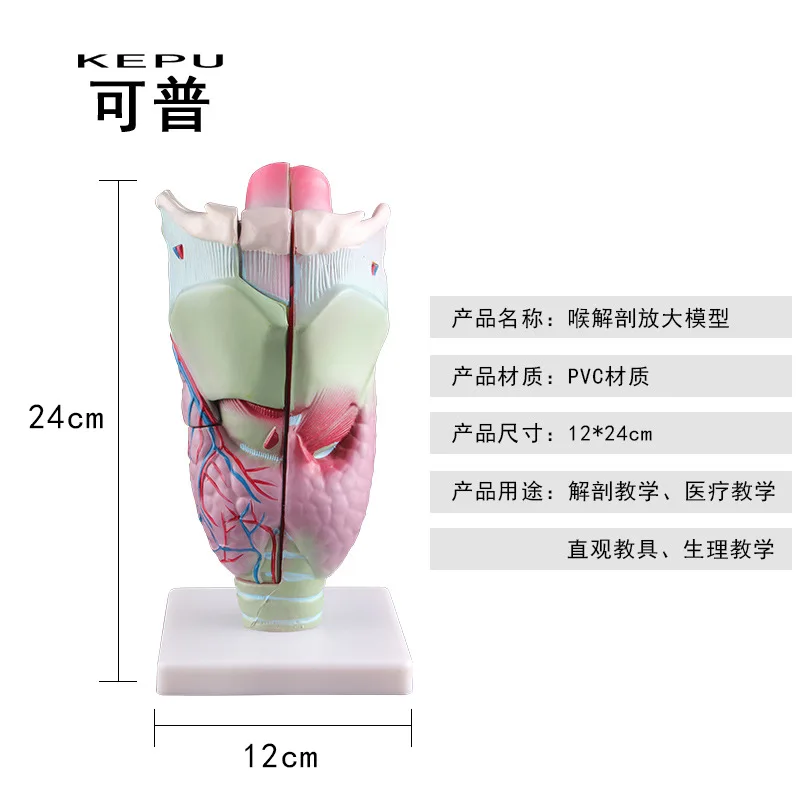 Увеличенная человеческая ларингеальная анатомическая модель имитация съемного