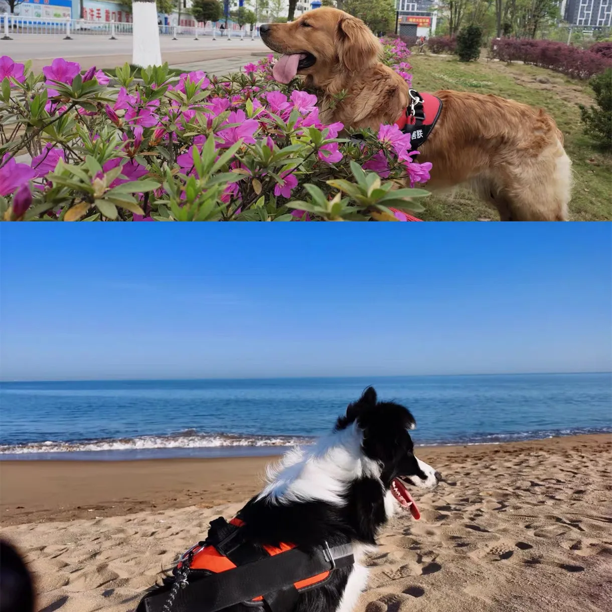 Светоотражающая шлейка для собак персонализированная дышащая регулируемая