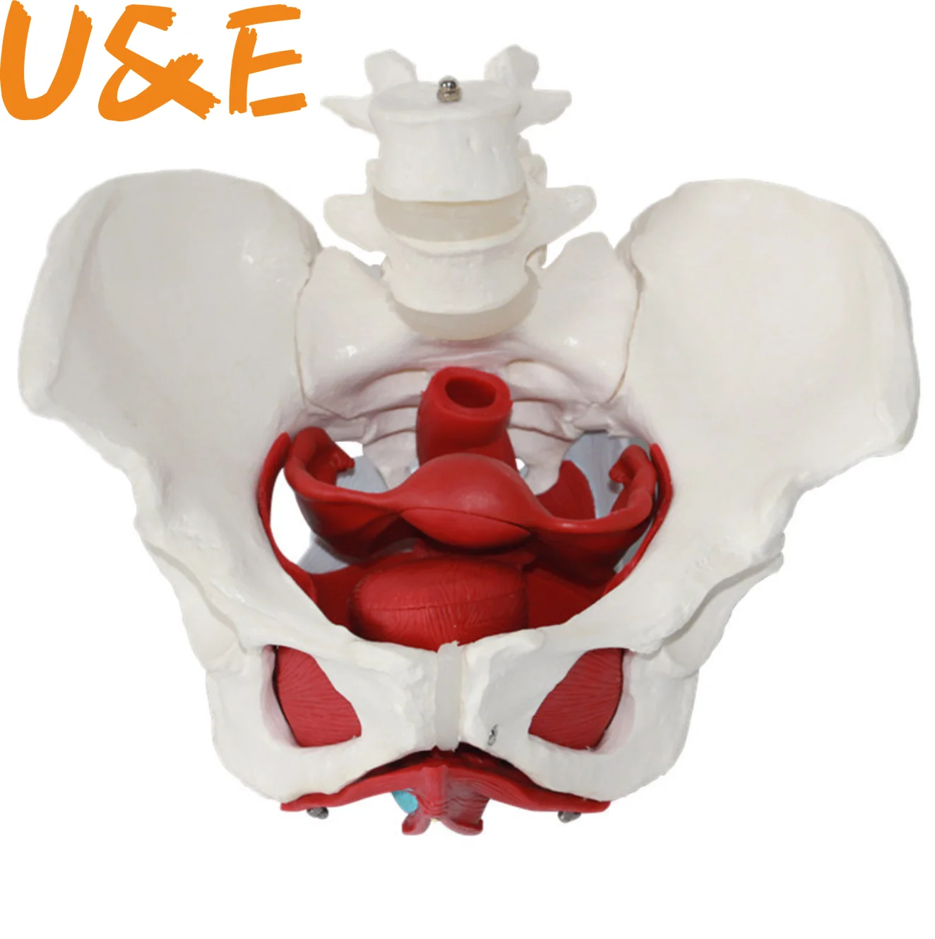 Female pelvic reproductive organ model pelvic structure pelvic floor muscle rehabilitation medical teaching MGP001