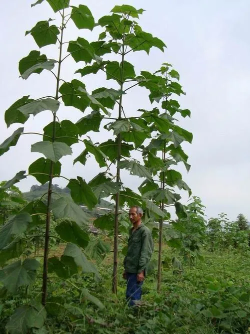100 шт. искусственная паулония |