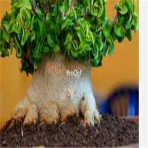Ngryise 5 шт. набор Adenium obesum пустынная Роза - Цвет: Темно-серый