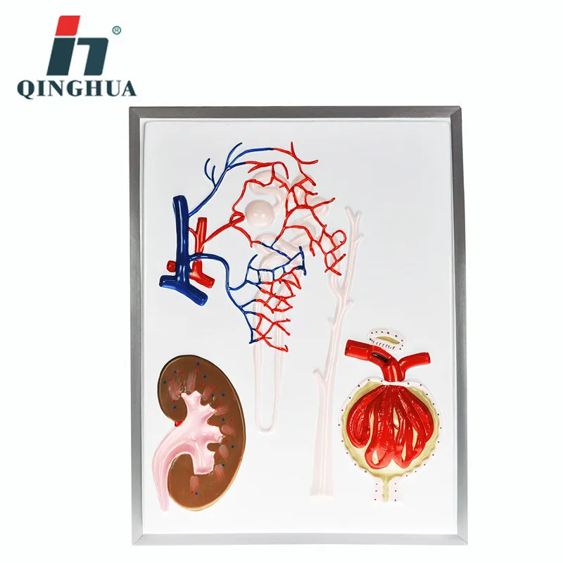 Nephron Renal Corpuscle масштабная модель человека Реалистичная почечная анатомическая