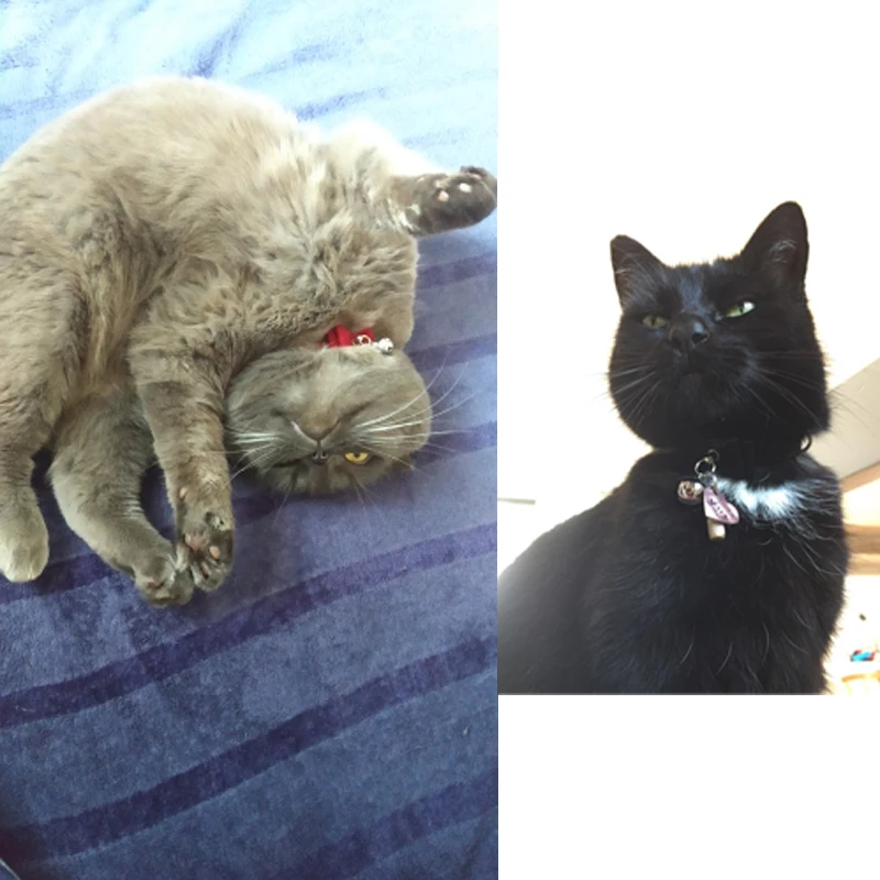 

Safety Elastic Bowtie with bell small dog cat collar safe soft velvet 6 colors pet Products dog collar pet supplier