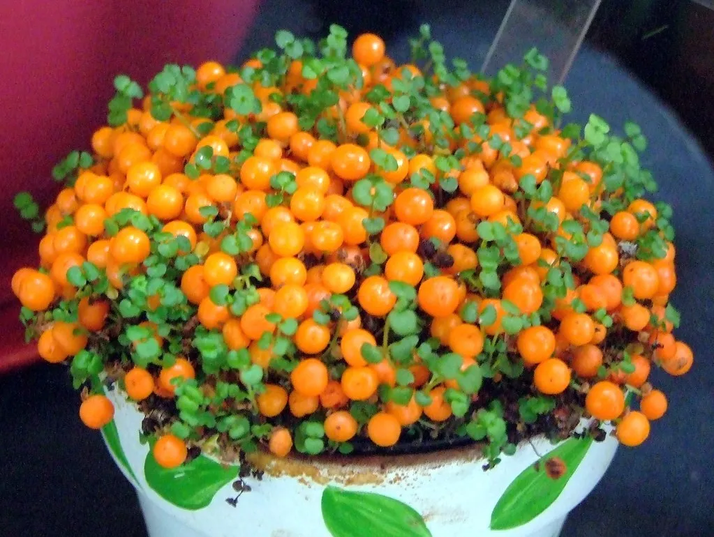 Seedsunid NERTERA* 10 семян