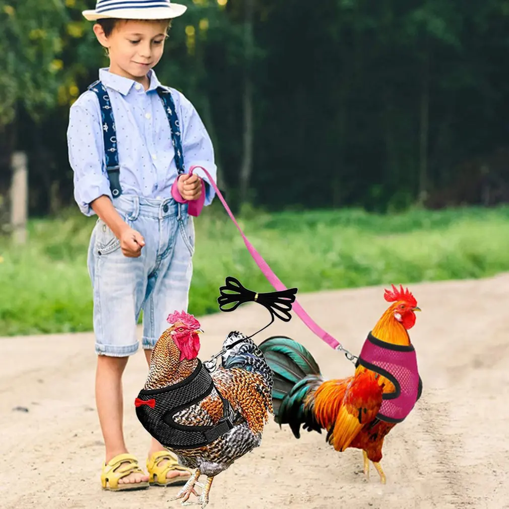 

_ Жилет, ремень для курицы, повязка для домашних животных, подходящие ошейники, удобные поводки, дышащие товары для домашней птицы