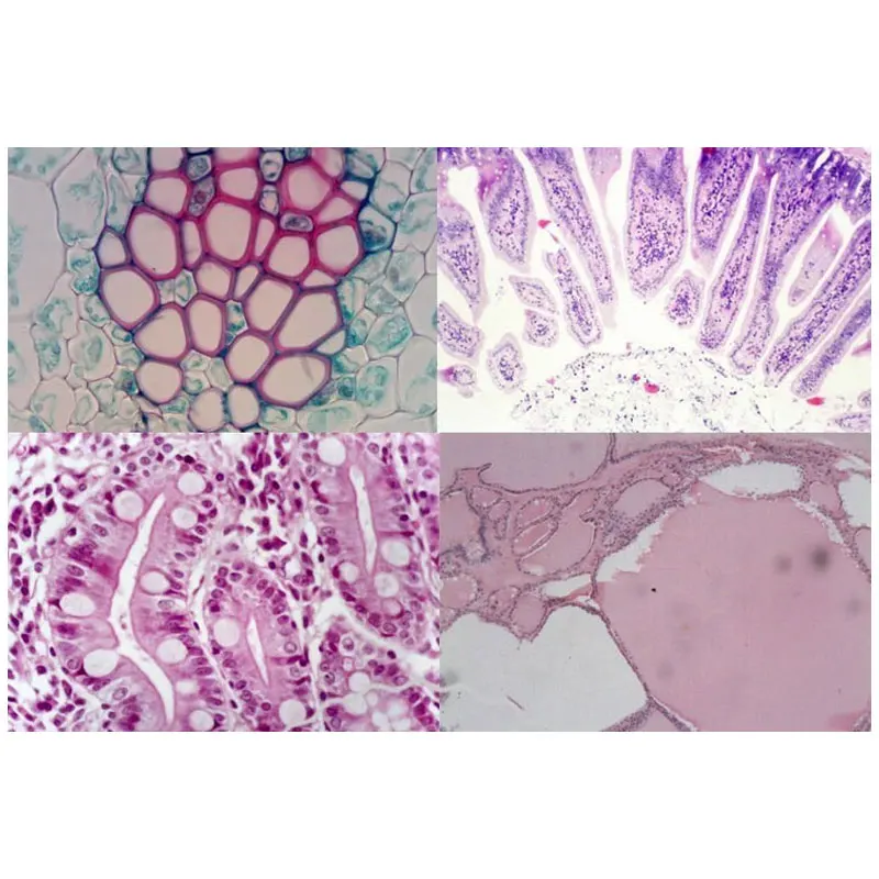 Биологические 100 шт подготовленные стеклянные слайды микроскопа