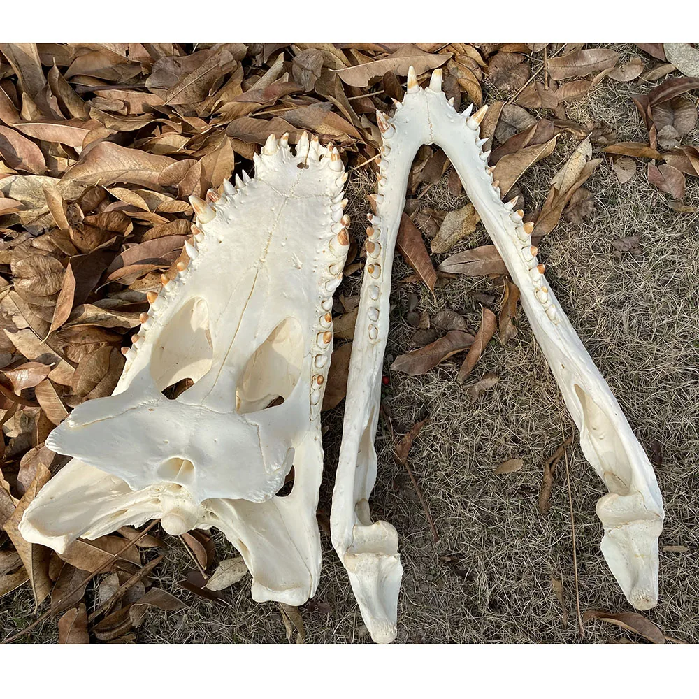 

1Pcs Genuine Crocodylus siamensis Siamese Crocodile Skull Taxidermy 48-49CM/19"Inch length Animal skull specimen