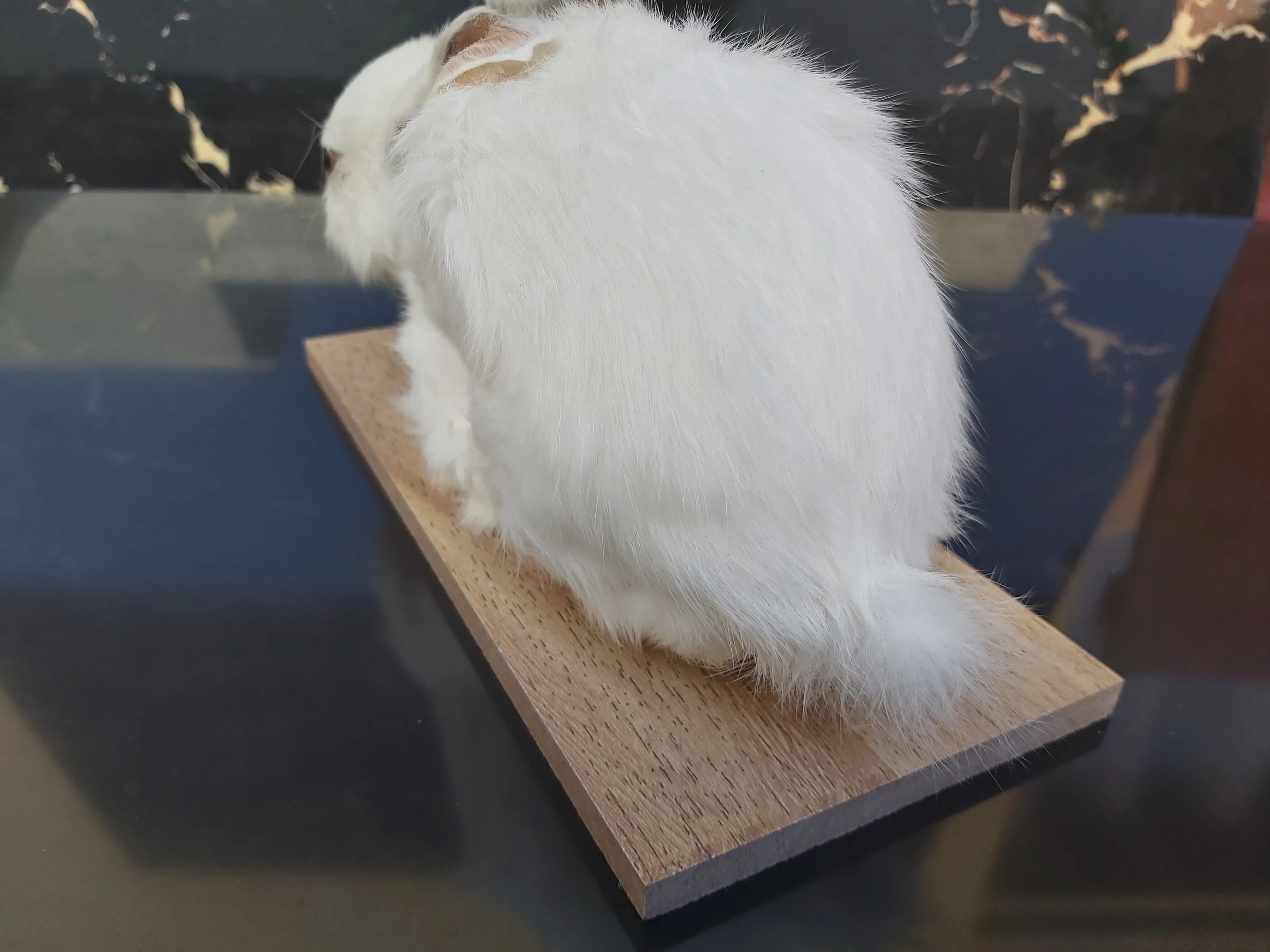 Милая странная вещь настоящий кролик taxidermy встраивание образец Кролик модель обучения нечетный